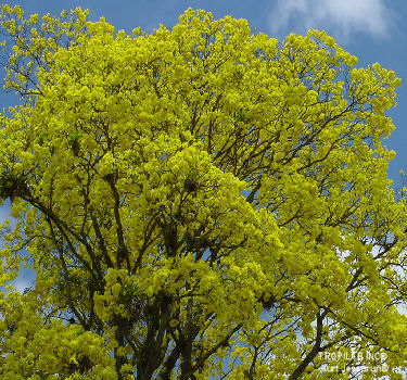 Tabebuia serratifolia - Pau d'arco; TROPILAB. Innerbark from Pau d'arco (Taheebo), to treat numerous conditions
 like bacterial and fungal conditions, fever, malaria, stomach and bladder disorders.