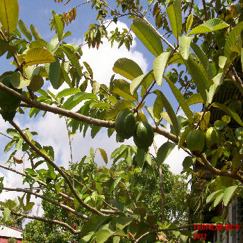 Psidium guajava (Guava) fruit - Tropilab