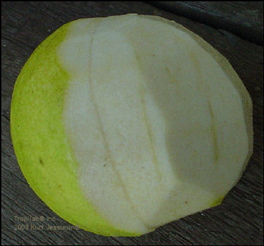 Psidium guajava (Guava) fruit - Tropilab