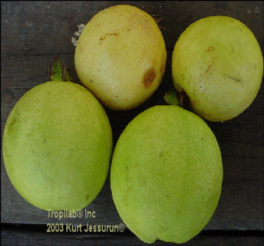 Psidium guajava (Guava) fruits - Tropilab