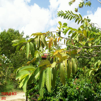Psidium guajava (Guava) leaves - TROPILAB