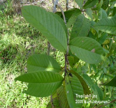 Psidium guajava (Guava) leaves - Tropilab