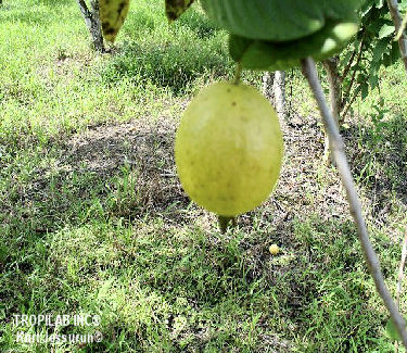 Psidium guajava (Guava) ripe fruis - Tropilab