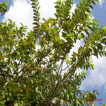 Psidium guajava (Guava) - Tropilab