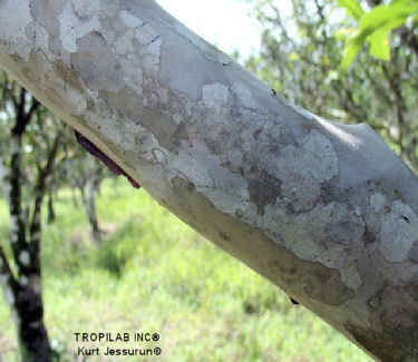Psidium guajava (Guava) tree stem - Tropilab