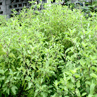 Ocimum Sanctum - Holy basil (Tulsi) - Tropilab