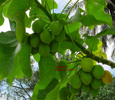 Jatropha fruits on the tree