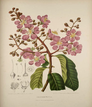 Lagerstroemia speciosa l