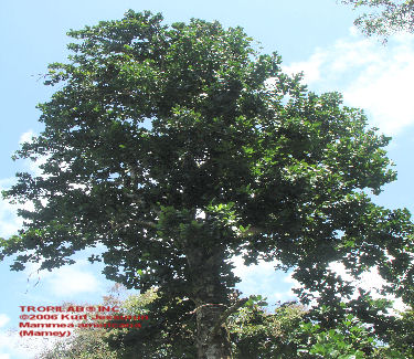Mammea americana tree