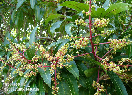 Mangifera indica flowers