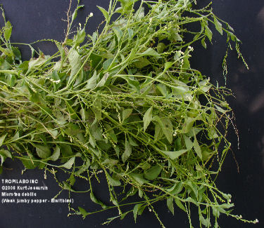 Microtea debilis (Weak jumby pepper, Eiwit) - Tropilab