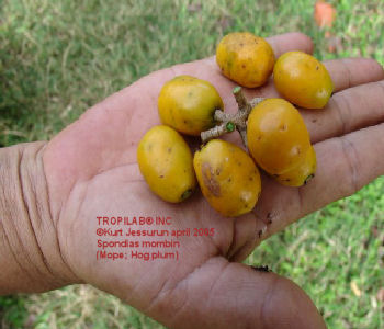 Spondias mombin - Hog plum young fruits (Tropilab)