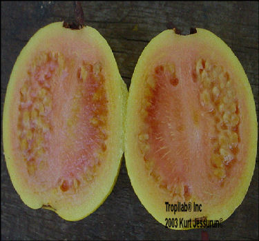 open Guava fruit