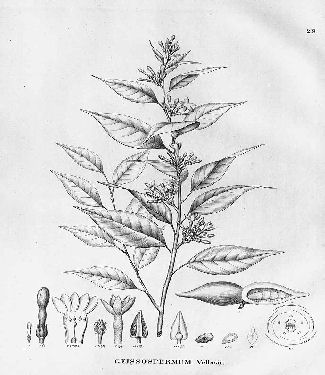 Geissospermum vellosii - Pao pereira antique drawing