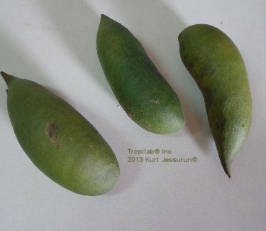 Geissospermum vellosii-Pao pereira fruits