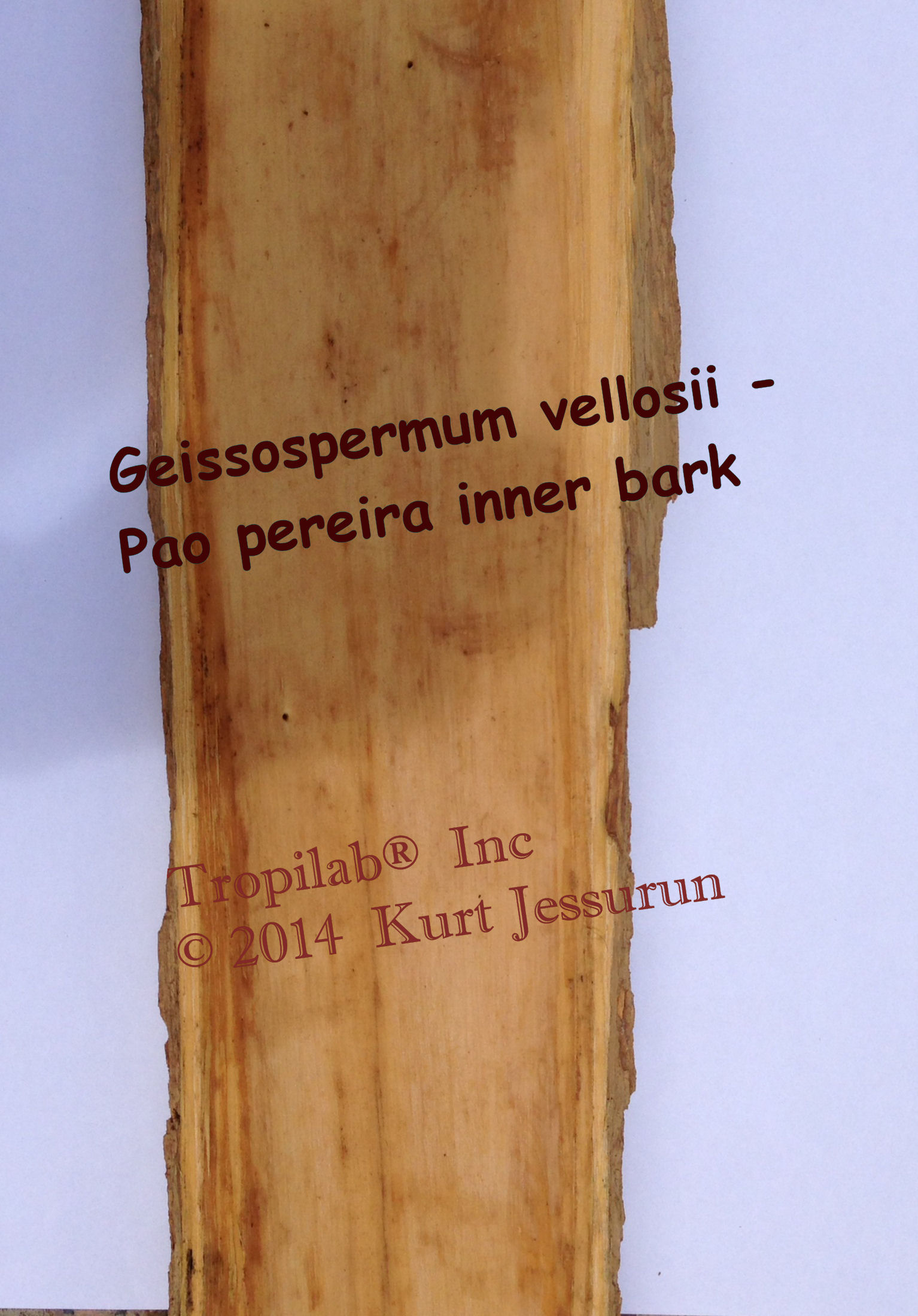 Geissospermum vellosii inner bark