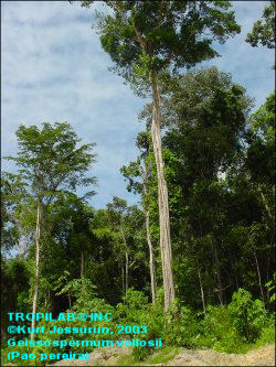 Geissospermum vellosii-Pao pereira tree