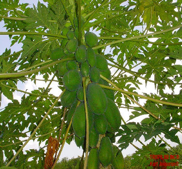 Papaja fruit (Carica papaya) - Tropilab. Papaya leaf contains high amounts of vitamins A, C, E, K, and B complex.