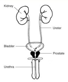 Prostate