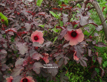 Hibiscus sabdariffa, Roselle (Tropilab)