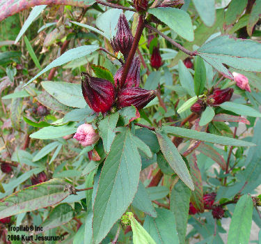 Hibiscus Sabdariffa