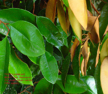 Chrysophyllum cainito leaves