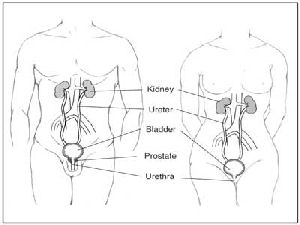 URINARY TRACT SYSTEM