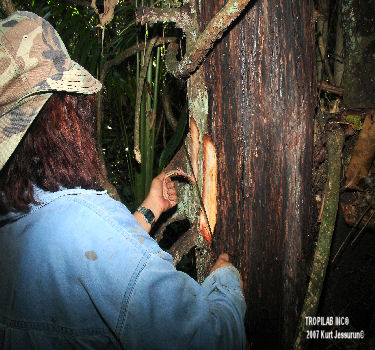 Harvesting Virola species (Babun) bark
