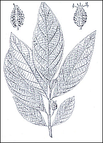 Morinda Citrifolia - Noni