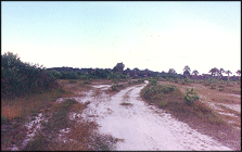 Savannah
