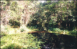 Tropical Rainforest