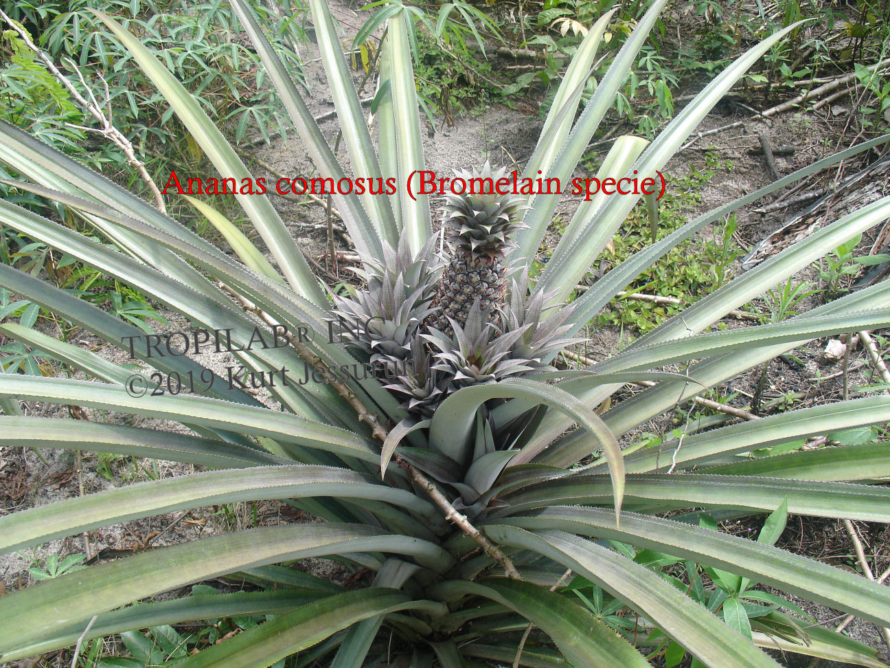 Ananas comosus - Bromelain specie (Tropilab)