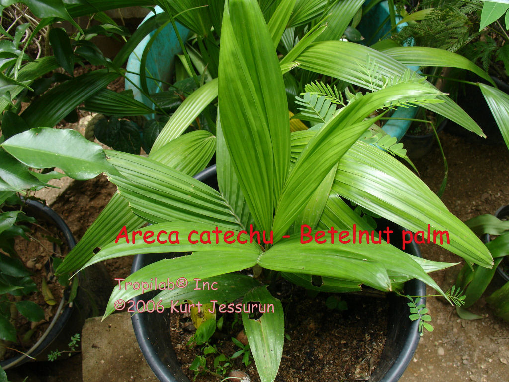 Areca catechu (Betelnut palm) young palm