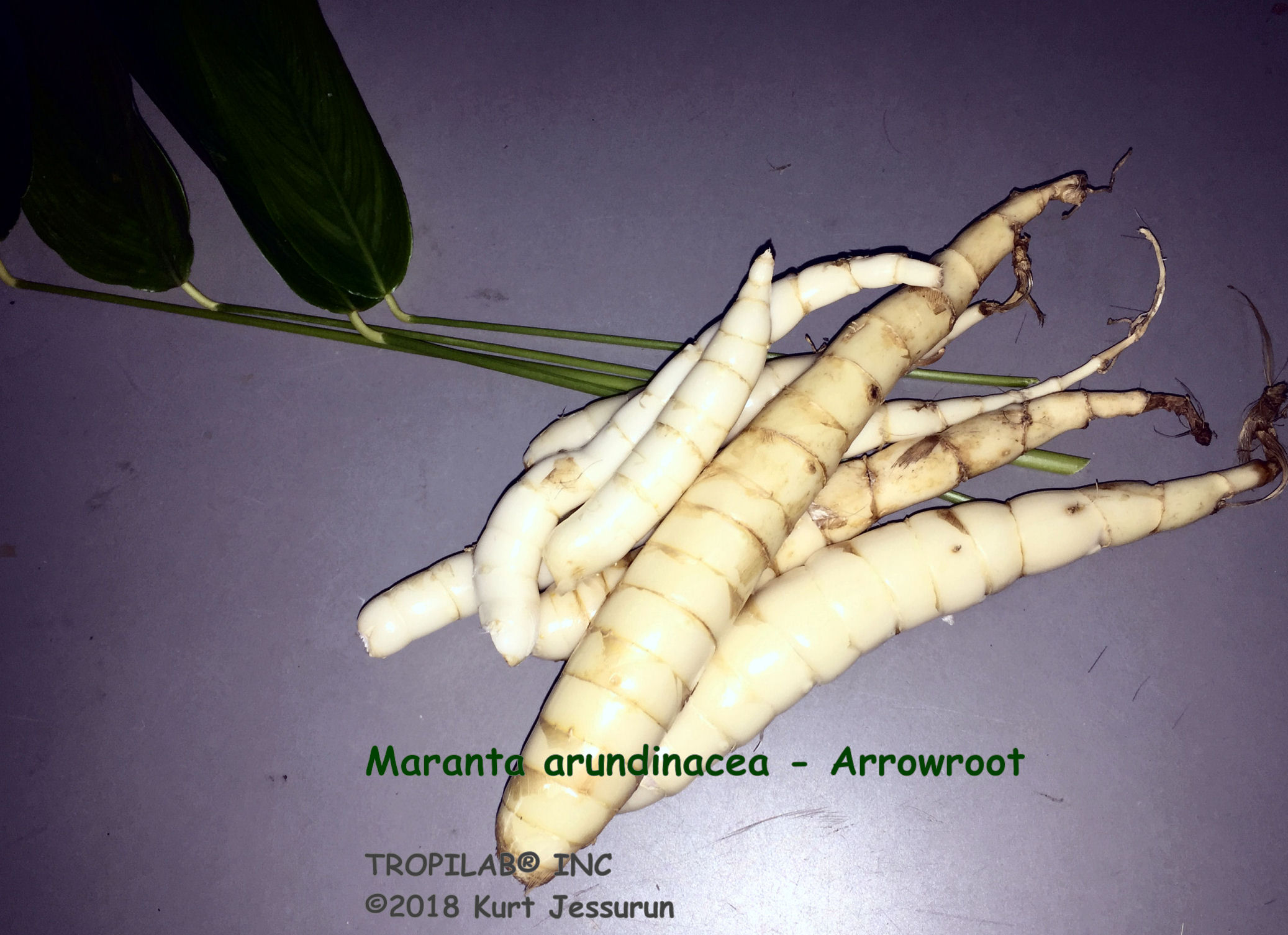 Maranta arundinacea - Arrowroot