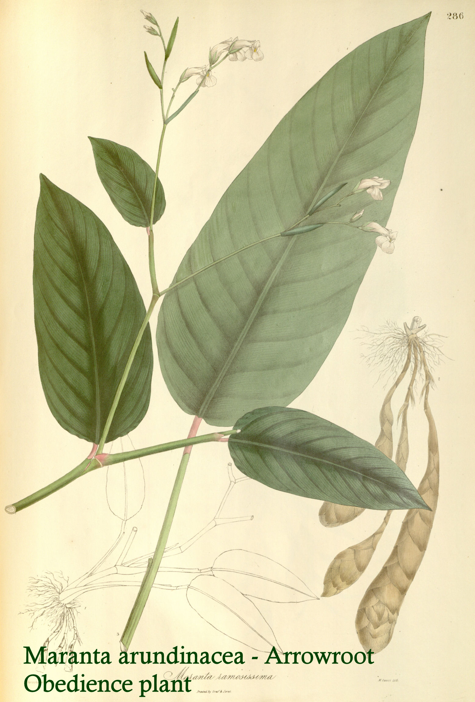 Maranta arundinacea - Arrowroot