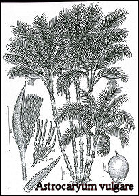 Astrocaryum vulgare - Awara (Tropilab)