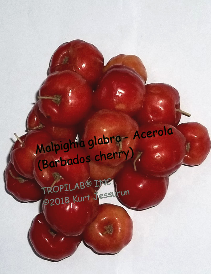 Malpighia glabra, Barbados cherry, aka Acerola, is very rich in vitamin C, vitamin A, iron, calcium, magnesium