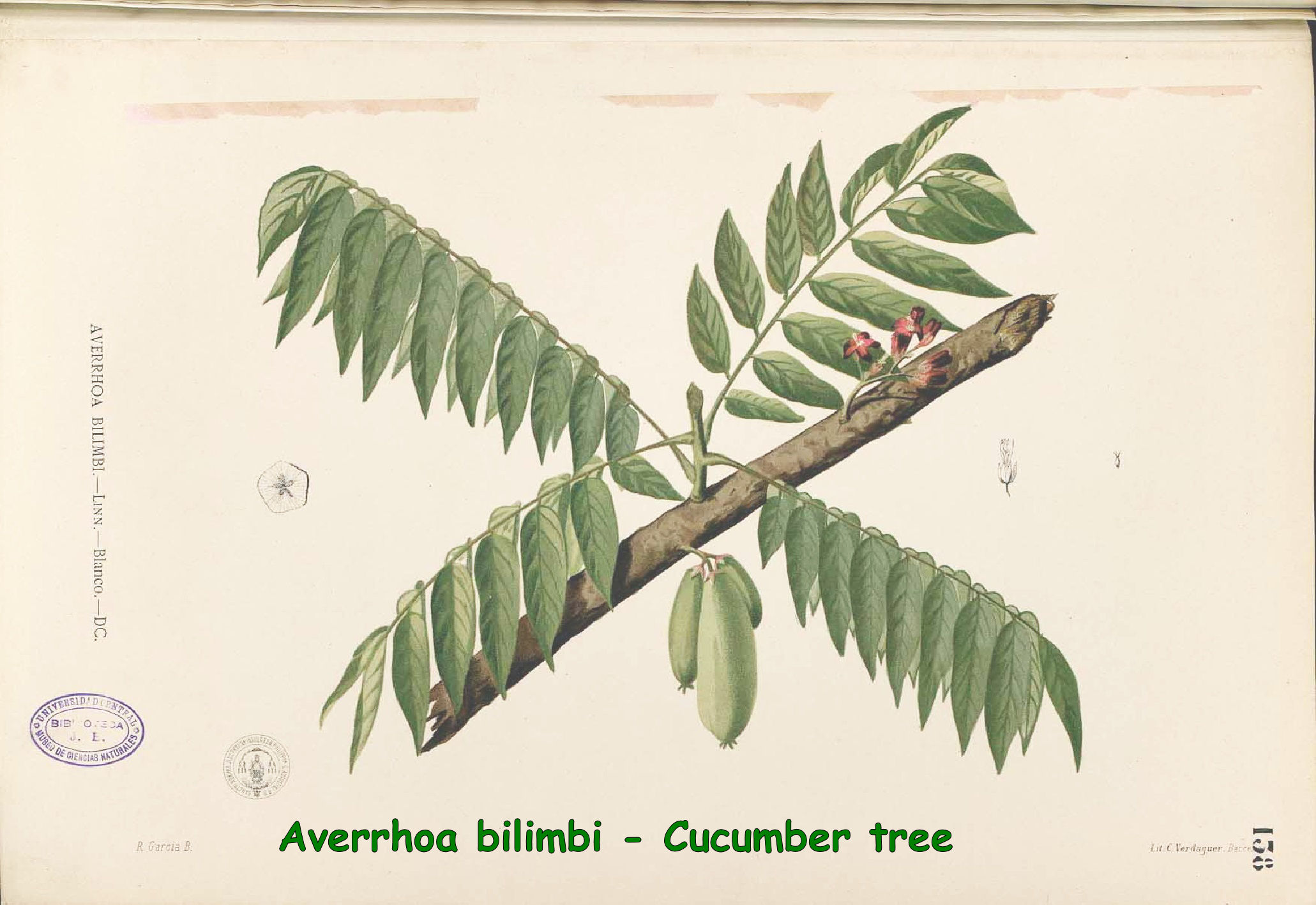 Averrhoa bilimbi - Cucumber tree