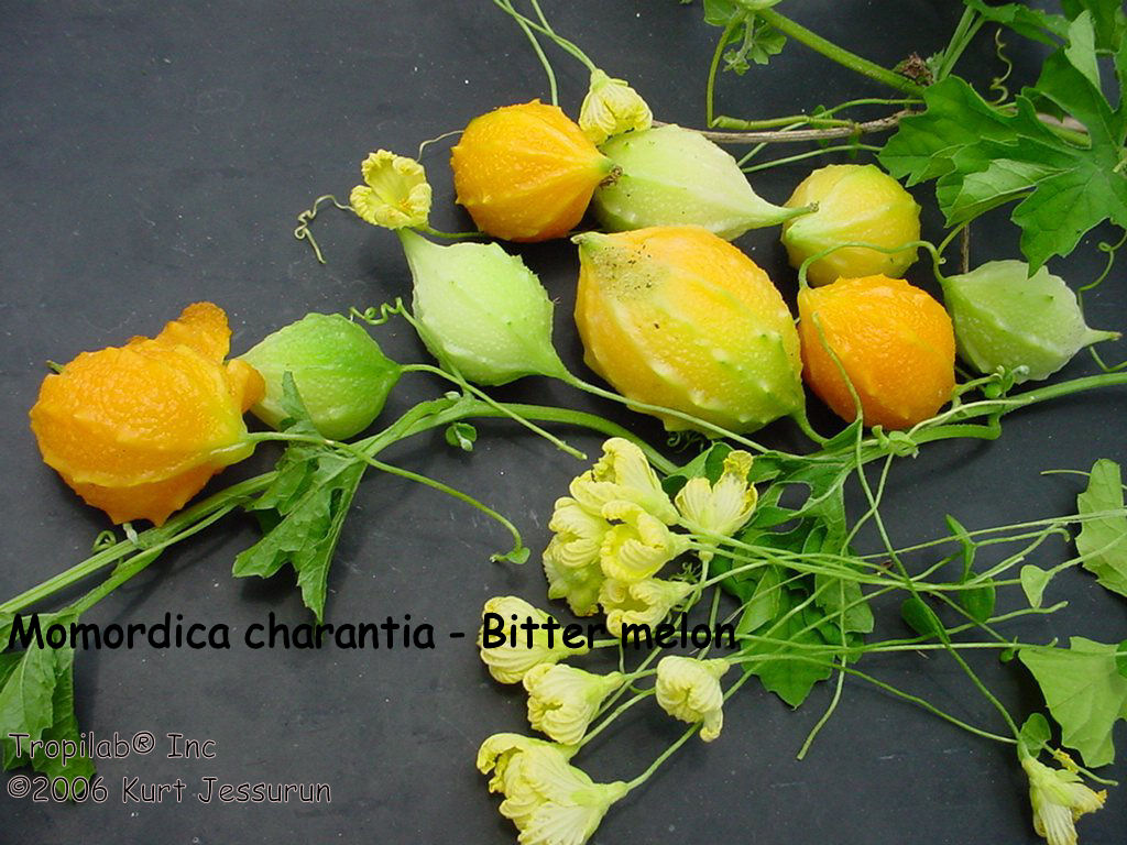 Momordica charantia - Bitter melon