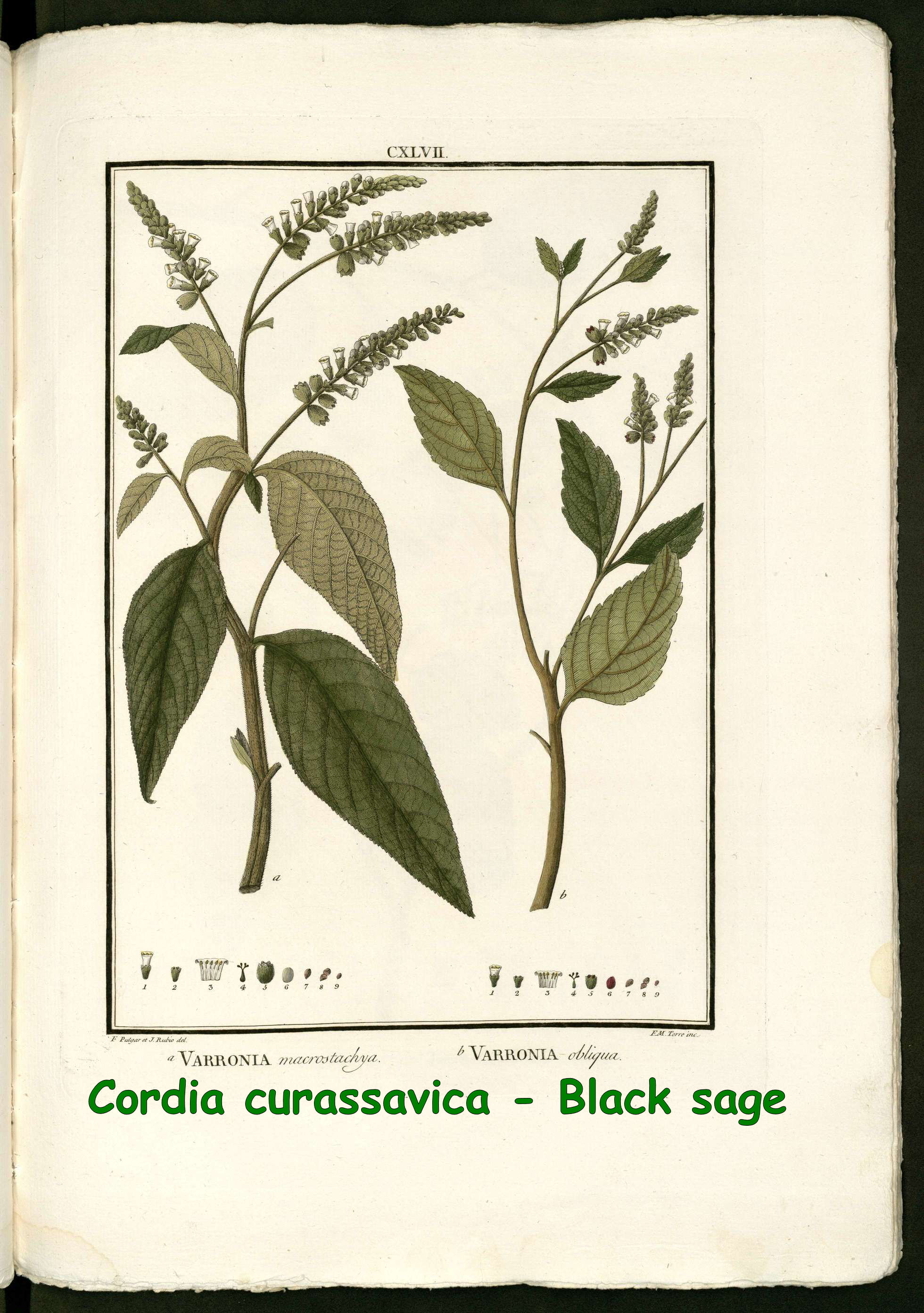 Cordia curassavica - Black sage