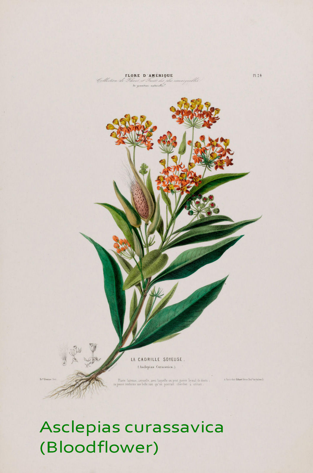 Asclepias curassavica (Bloodflower)