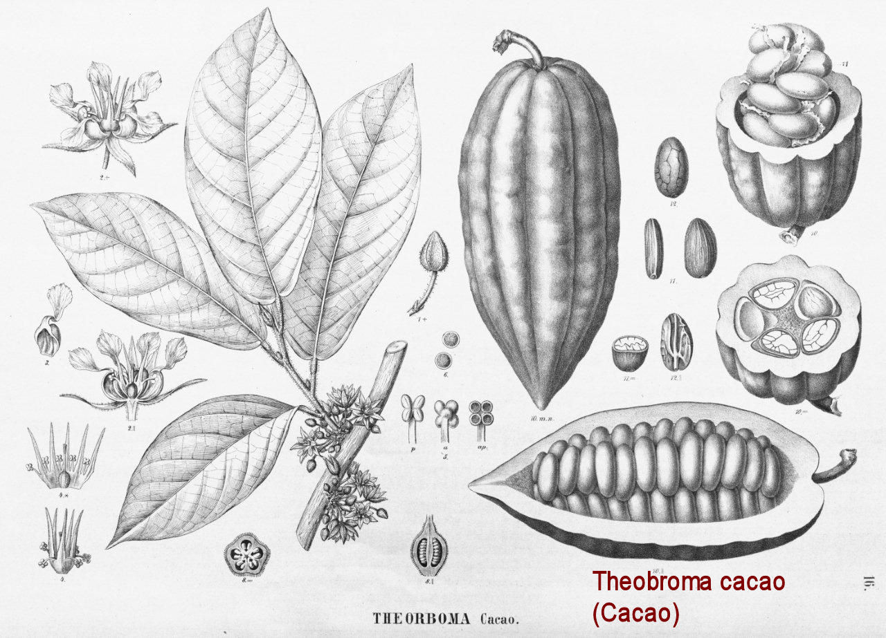 Theobroma cacao