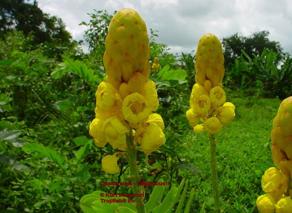 Cassia alata-Wild senna-Candlebush flowers. (Tropilab)