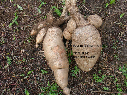 Manihot esculenta - Cassava roots