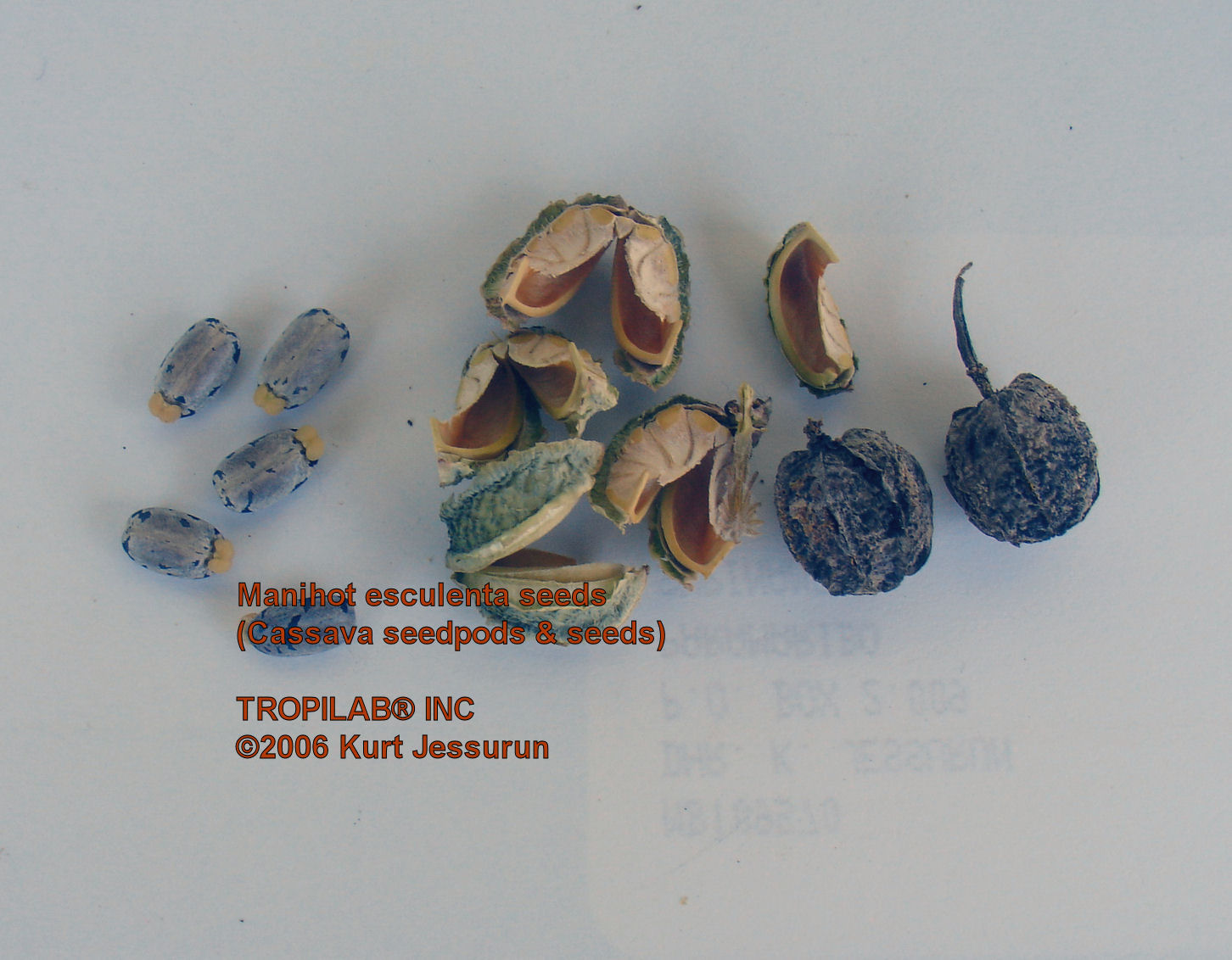 Manihot esculenta - Cassava seedpod & seeds