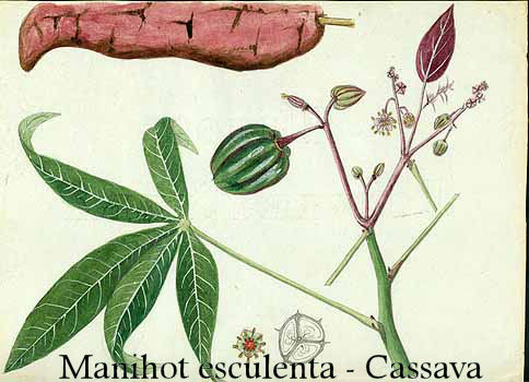 Manihot esculenta - Cassava