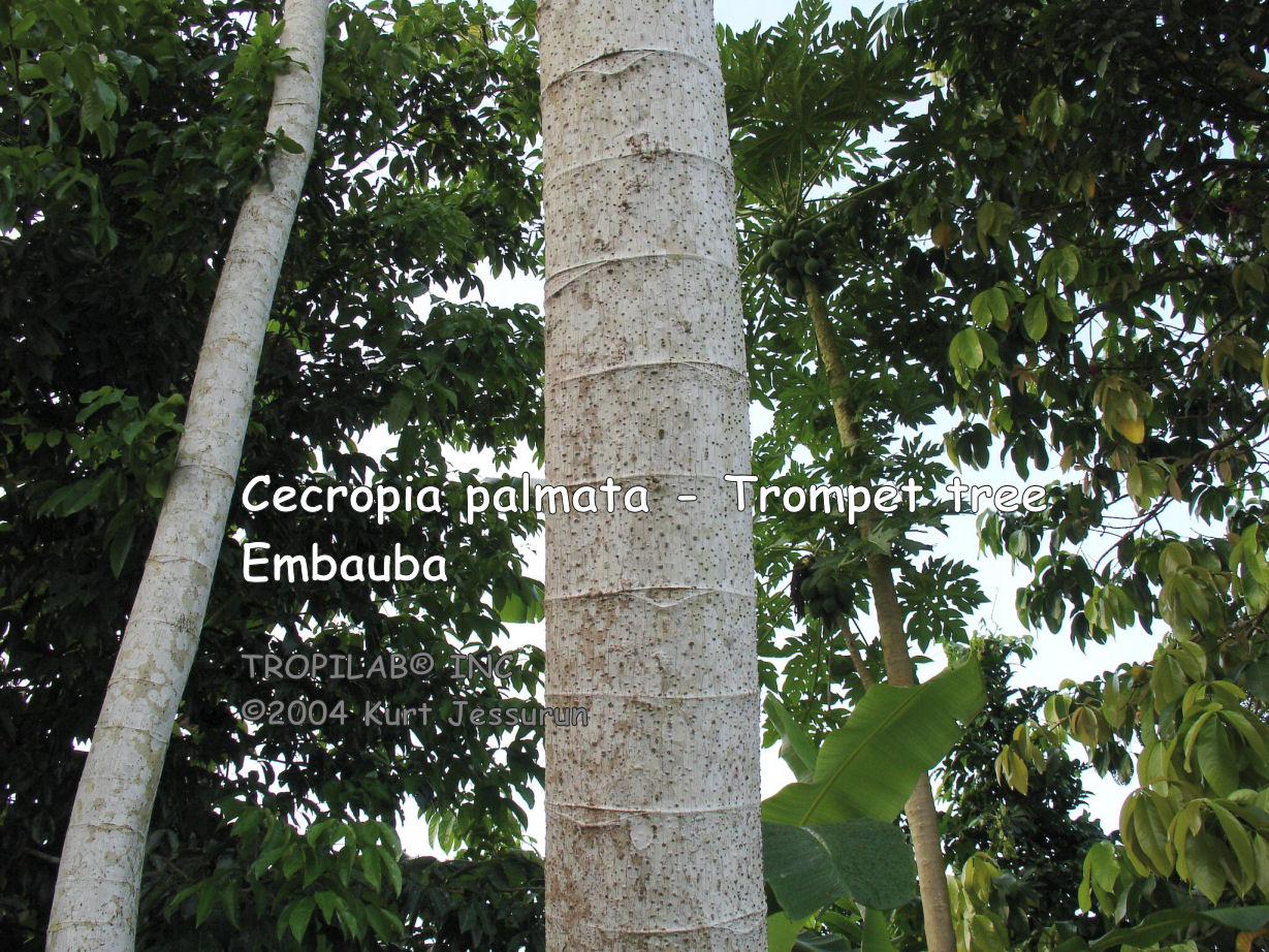 Cecropia palmata (Embauba - Trompet tree)