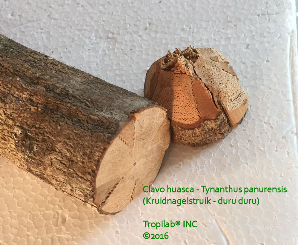 Tynanthus panurensis - Clavo huasca. The vine has a distinctive Maltese cross design in the wood, when cross-sectioned.