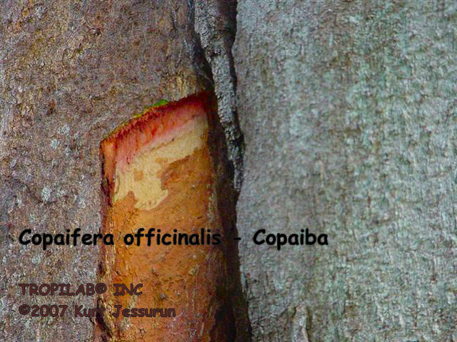 Copaifera officinalis - Copaiba 
