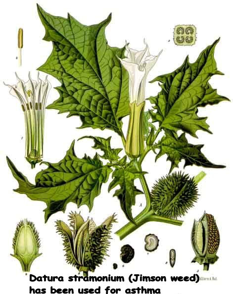 Datura stramonium (Jimson weed)